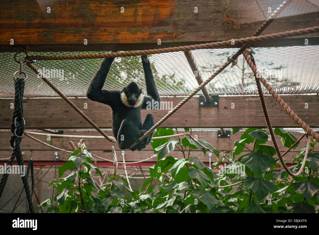 Nahaufnahme eines männlichen Gibbon-Affen im Zoo Stockfoto