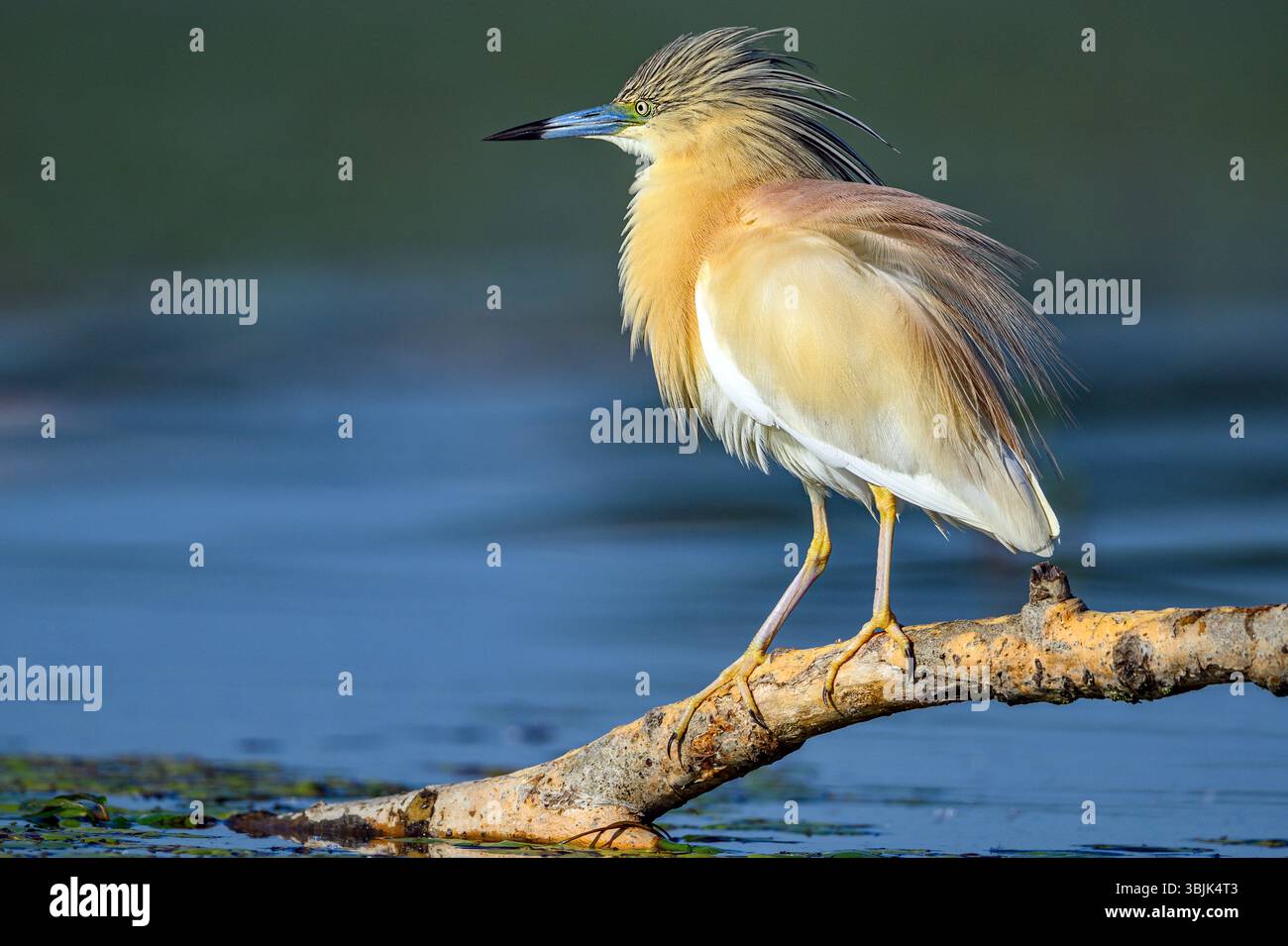 Räucherreiher (Ardeola ralloides) aus Tiszaalpár, Ungarn. Stockfoto