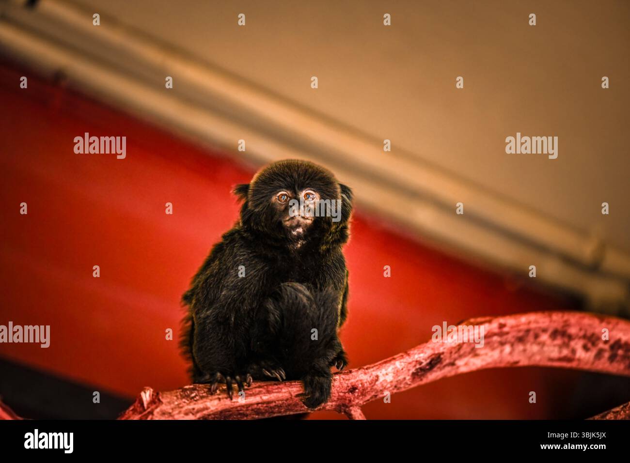 Kleiner Affe isoliert auf einem Ast Stockfoto