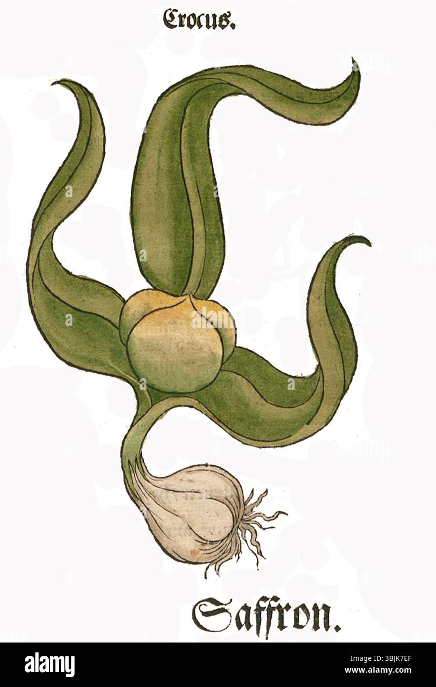Eine botanische Illustration aus dem Werk von Brunfels aus dem Jahr 1537, die den Pseudo-Krokus darstellt, der häufig mit der Safrankrokuspflanze assoziiert wird. Stockfoto