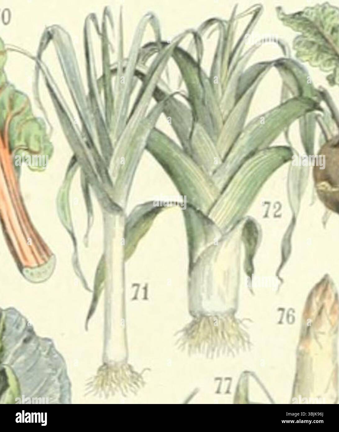 Adolphe Millots botanische Studien zeigen verschiedene Arten von Lauch, wie den langen Lauch und den Riesenlauch. Diese Abbildungen bieten detaillierte Ansichten ihrer Struktur und sind Teil von Millots umfassenderer Studie über Gartengemüse aus dem 19. Jahrhundert. Stockfoto