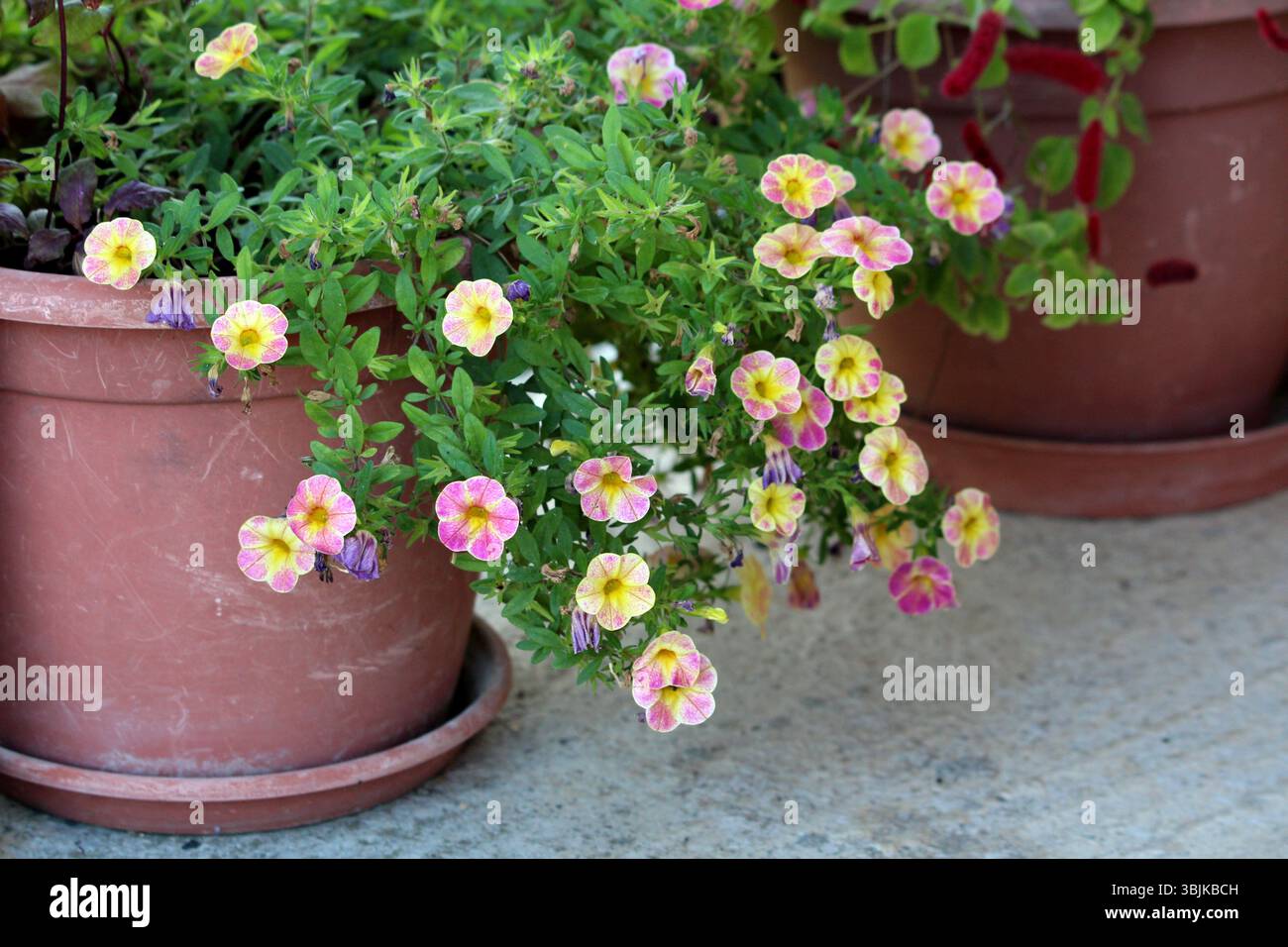 Calibrachoa hybrida Millionen Glocken ziehen sich von Terrakotta-Töpfen aus, die mit kleinen rosa und gelben Petunie-ähnlichen Blüten blühen und eine sonnige Terrasse erhellen Stockfoto