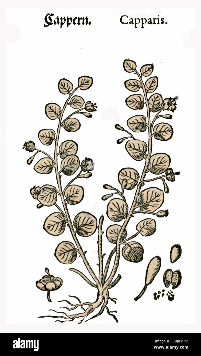 Camerarius Cappern (1586) ist eine Illustration von Capparis spinosa, der Pflanze, die allgemein als Kaperbusch bekannt ist. Das Bild wurde im 16. Jahrhundert geschaffen und zeigt die Besonderheiten der Pflanze. Stockfoto