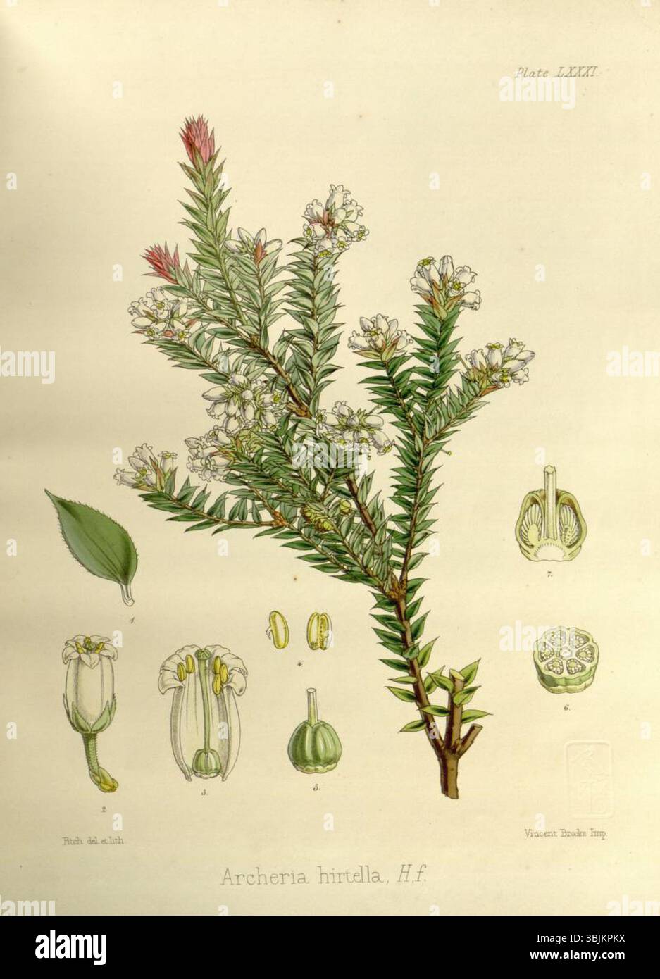 Botanische Illustration der Archeria hirtella von Walter Hood Fitch vom 1. Januar 1860. Diese detaillierte Platte zeigt die Blütenstruktur der Pflanze. Stockfoto