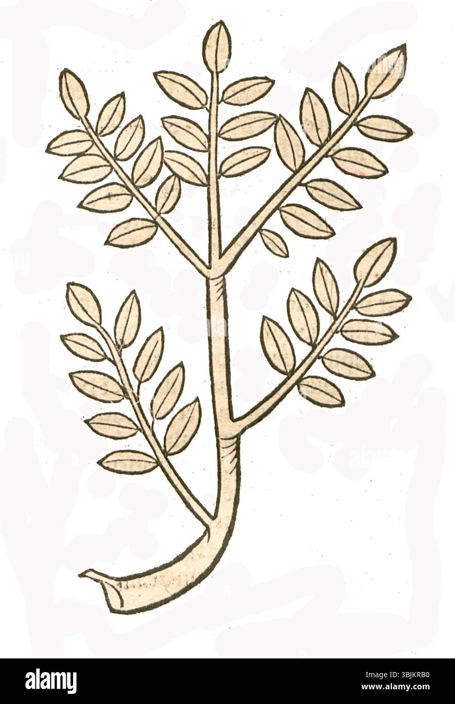 Eine Illustration aus dem Jahr 1491 mit *Epithimum*, einer Sammlung von Pflanzen mit spezifischen therapeutischen oder botanischen Eigenschaften, die ihre medizinische Verwendung in historischen europäischen Kräutern betont. Stockfoto