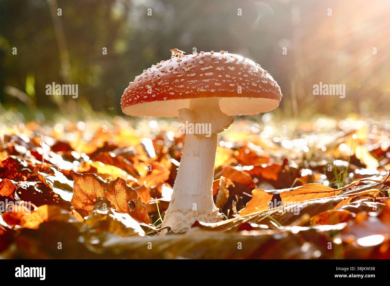 Ein auffälliger Fliegenpilz mit leuchtend roter Kappe und markanten weißen Flecken, der zwischen herabfallenden Herbstblättern auf dem Waldboden steht Stockfoto