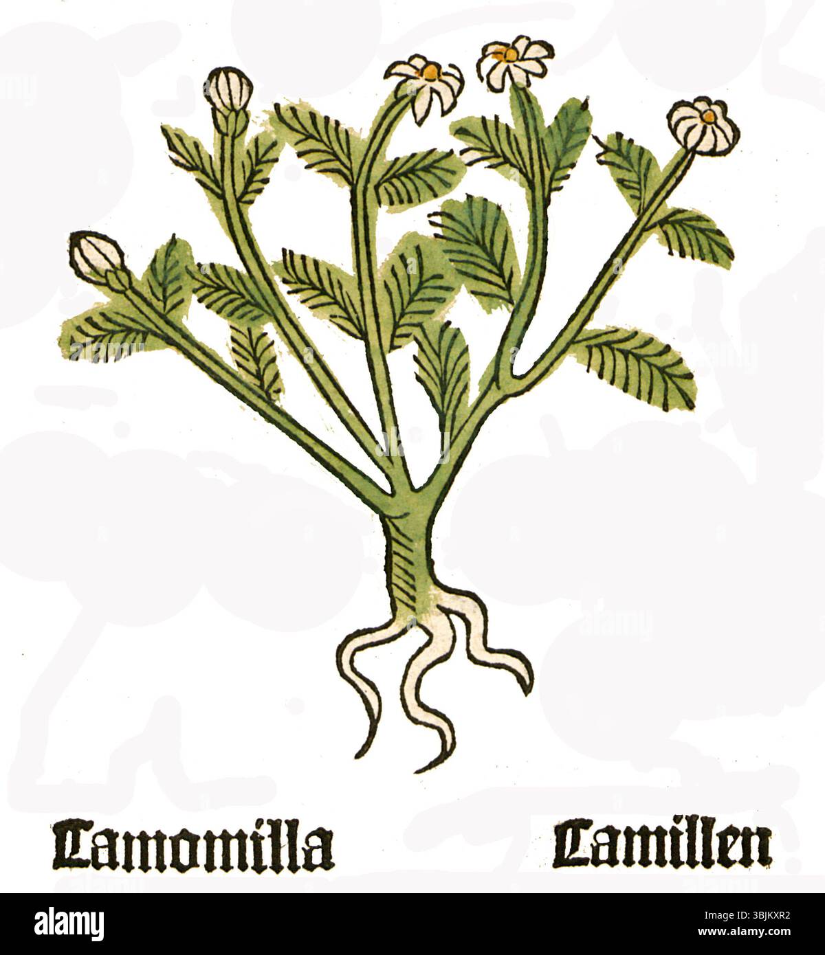 Die *Herbarius Camomilla* aus dem Jahr 1484 ist eine frühe Darstellung der *Matricaria chamomilla* oder Kamille, die eine wichtige Heilpflanze im mittelalterlichen Kräuterwesen war. Dieser detaillierte Druck repräsentiert seine botanischen Merkmale. Stockfoto