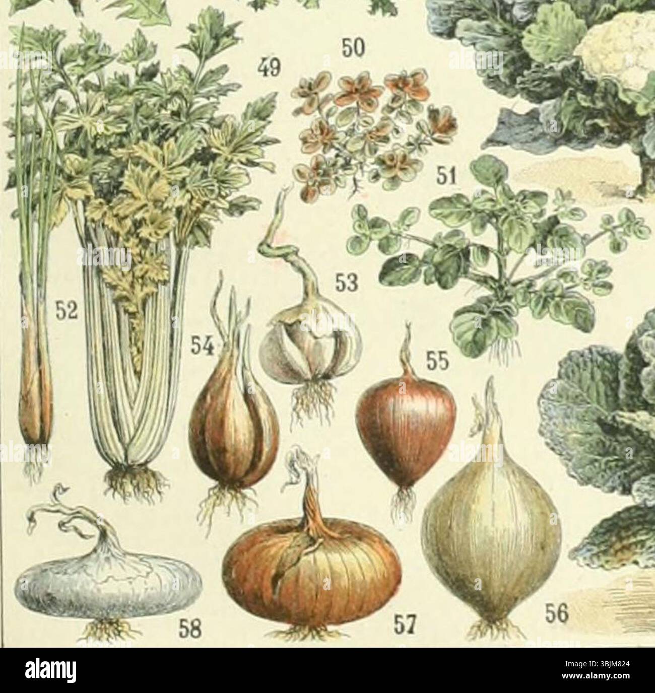 Adolphe Millots botanische Illustrationen aus dem 19. Jahrhundert zeigen verschiedene Gemüsesorten, darunter Zwiebeln, Knoblauch und Kräuter wie Sellerie, Purslane und Schnittlauch. Die detaillierten Studien dieser Pflanzen zeigen ihre Formen und Sorten und geben Einblicke in die Gartenpflanzen und ihre Verwendung während dieser Zeit. Stockfoto