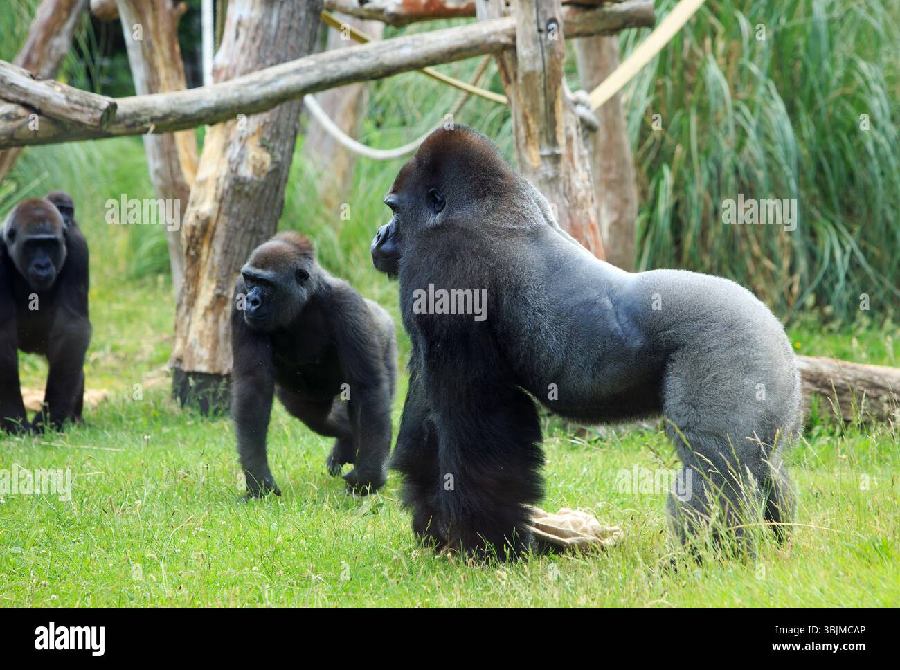 Männlicher Silverback Gorilla steht mit anderen, einschließlich eines Babys auf Müttern im Hintergrund Stockfoto