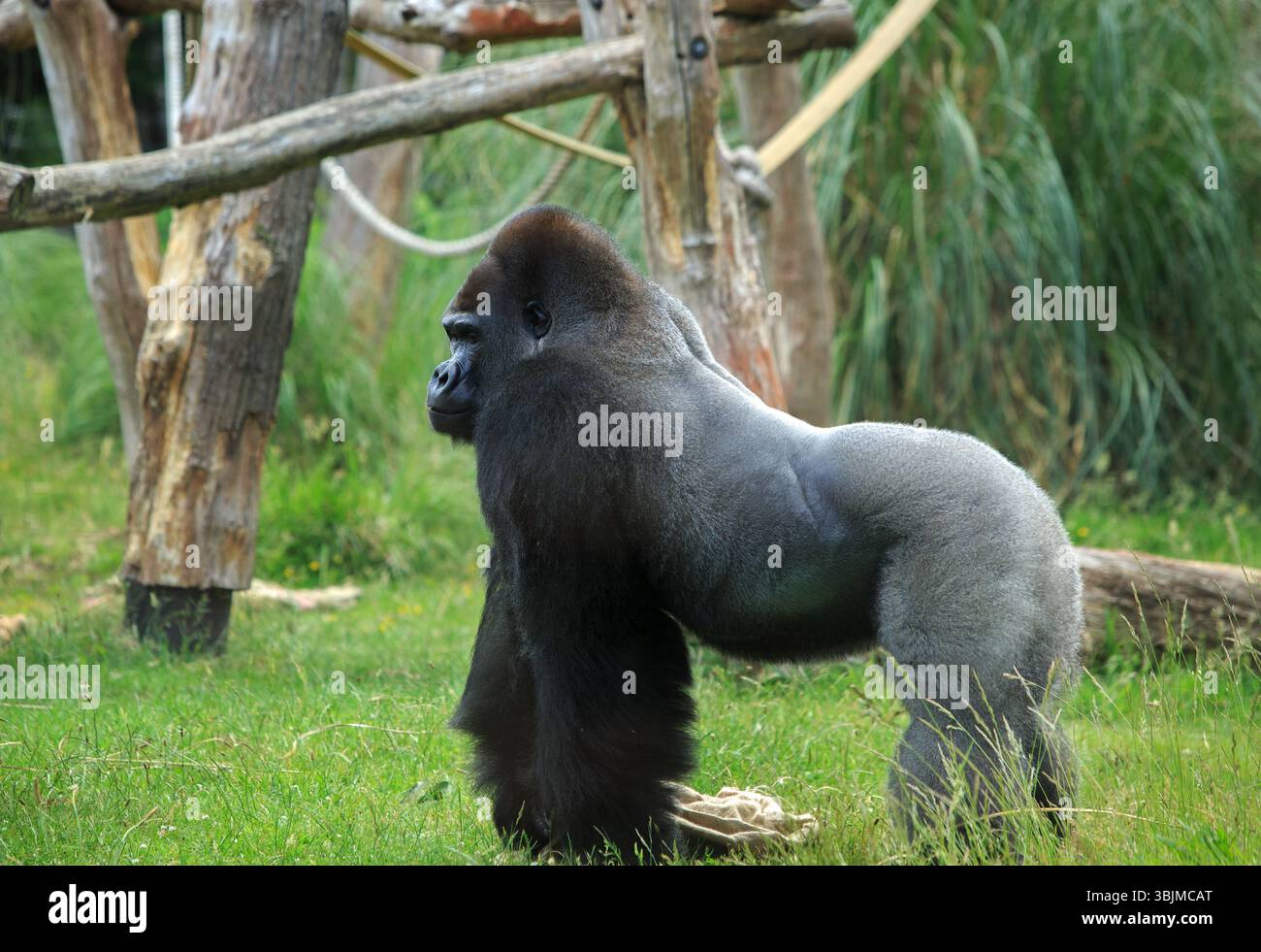 Seitenprofil eines sehr großen, silberfarbenen Western Lowland Gorillas, der mit Bäumen und einem Seil im Hintergrund steht. Stockfoto