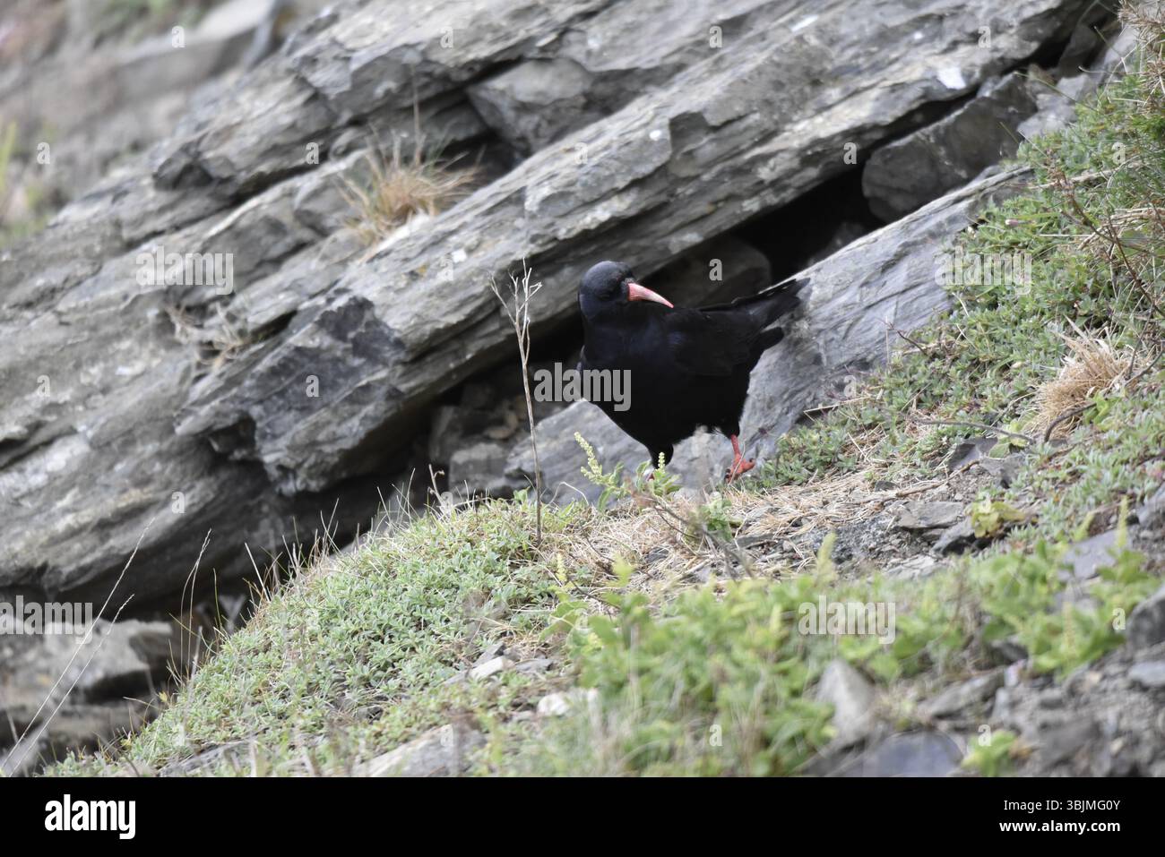 Vorderseite und rechte Seite Ansicht eines Rotschnullerkrauts (Pyrrhocorax pyrrhocorax), Kopf nach rechts gedreht, auf Coastal Rock bedeckt mit Küstenpflanzen, Großbritannien Stockfoto