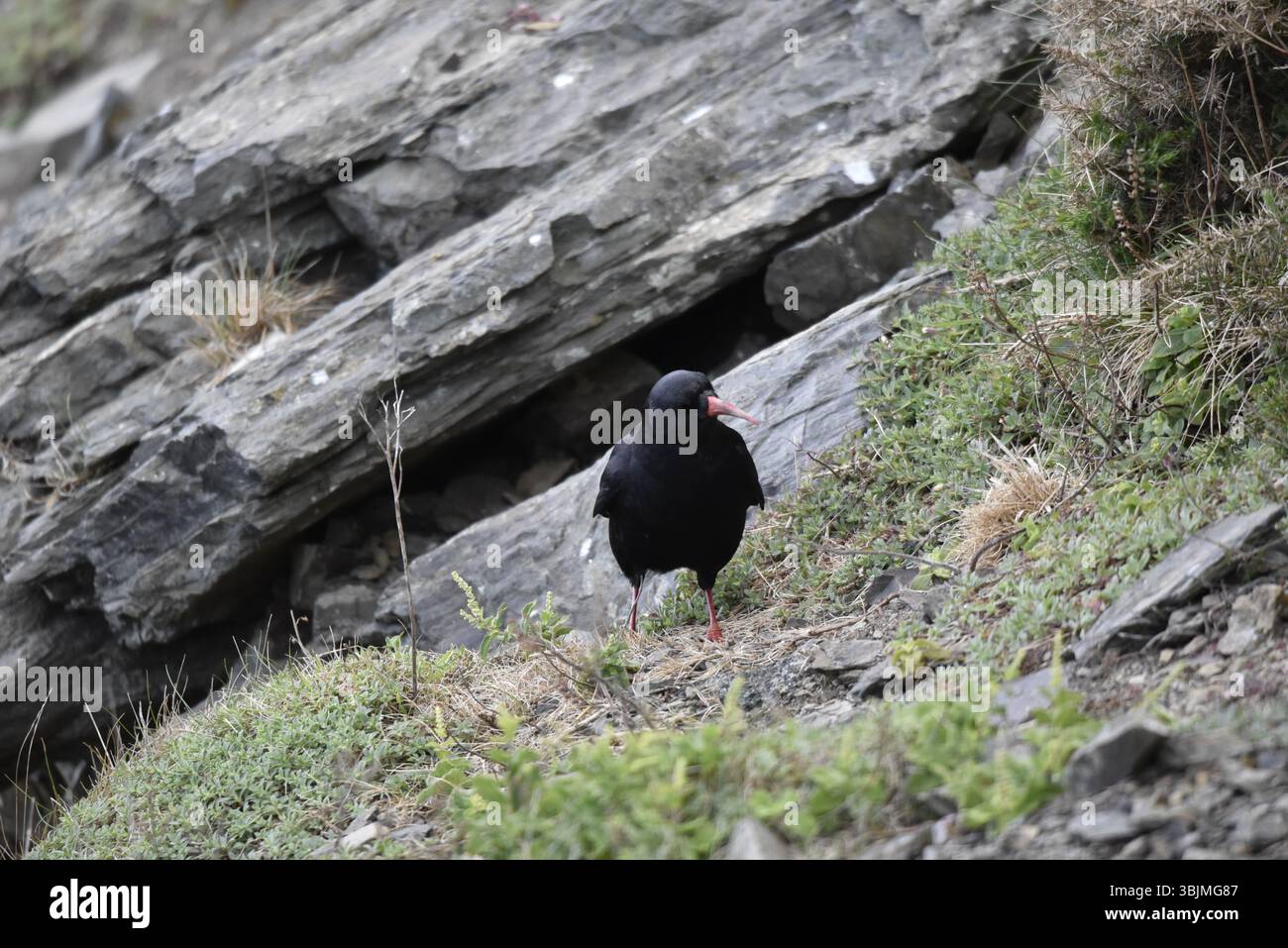 Bild eines Rotschnuller (Pyrrhocorax pyrrhocorax) auf Grassy Coastal Rock, mit Blick auf den Kopf nach rechts. Umgeben von Rock, aufgenommen in Großbritannien Stockfoto