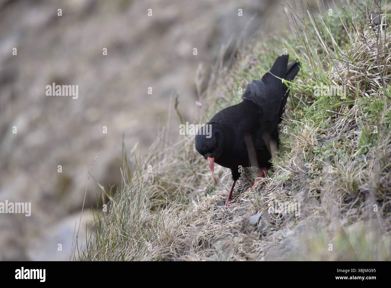 Bild von einem Rotschuller (Pyrrhocorax pyrrhocorax), der die Grassy Coastal Rocks hinuntergeht, im linken Profil, Head Looking Down, Großbritannien Stockfoto