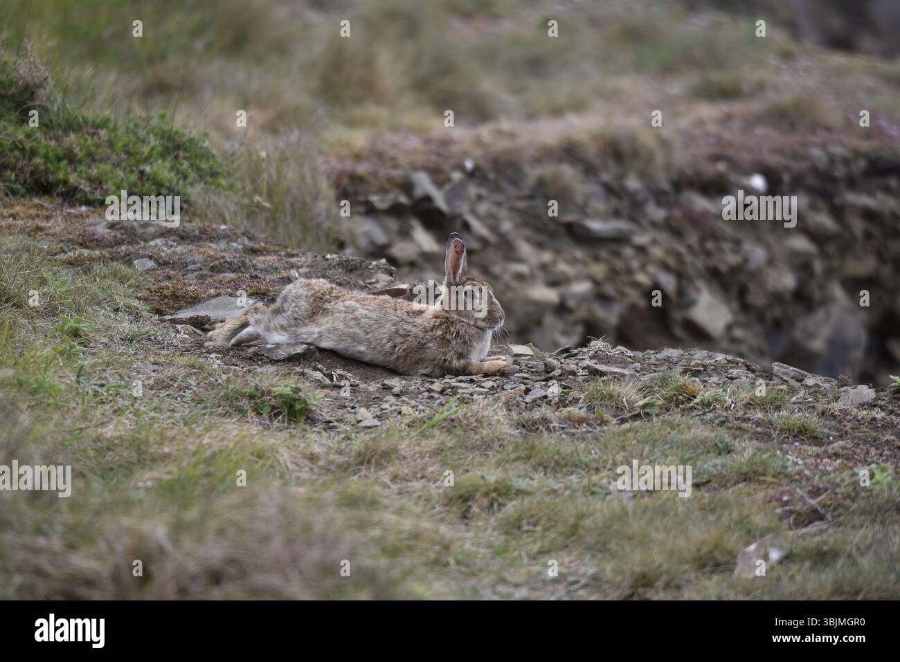 Berghase (Lepus timidus) entspannend auf Grasfelsen, im rechten Profil, links vom Bild, Blick auf die Aussicht, aufgenommen auf der Isle of man, Großbritannien Stockfoto