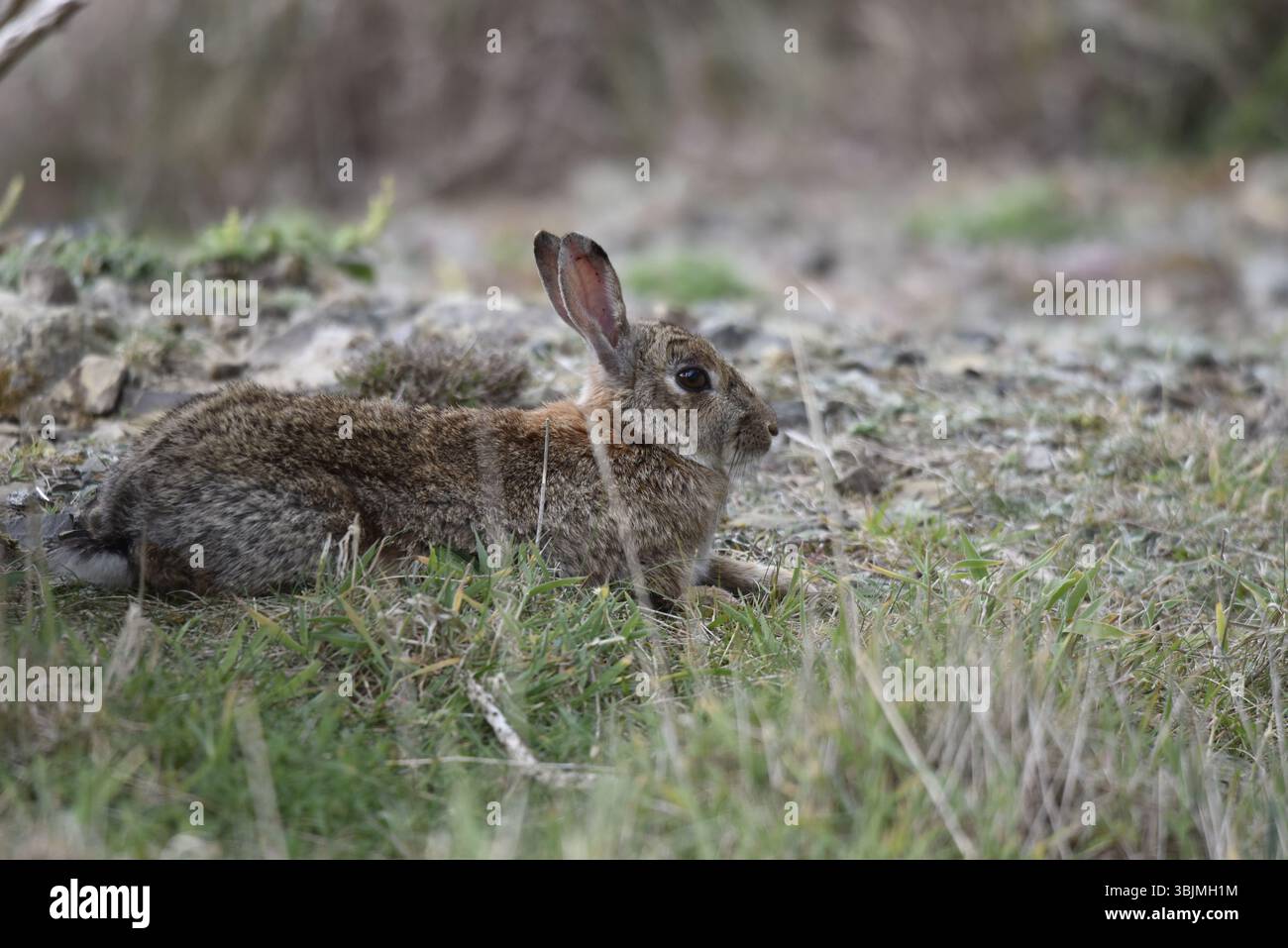 Nahaufnahme eines Berghasen (Lepus timidus), der auf kurzem Gras auf Küstenfelsen liegt, links vom Bild, rechtes Profil mit den Ohren nach oben, entspannt aussieht Stockfoto