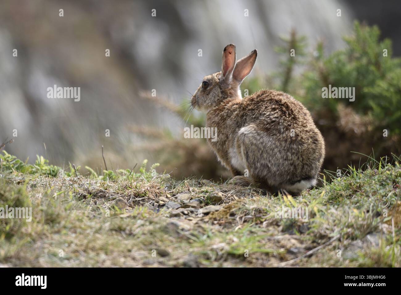 Porträt eines Berghasen (Lepus timidus) Rückansicht und Linksansicht, Bild rechts, Sat auf kurzem Gras mit Blick auf die Küstenklippen, im Sommer, Großbritannien Stockfoto