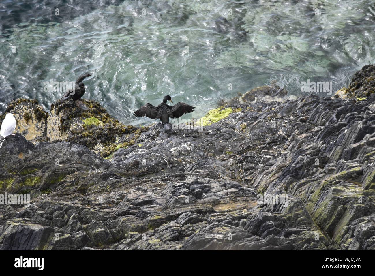 Zwei große Kormorane (Phalacrocorax carbo) am Fuße der Coastal Cliffs with Wings Spread, Kopf nach rechts gedreht, gegen eine dramatische Meereslandschaft, Großbritannien Stockfoto
