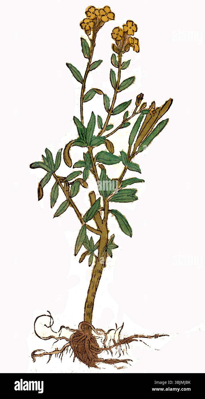 Diese botanische Illustration aus dem Jahr 1546 zeigt *Cheiranthus cheiri*, auch bekannt als die Mauerblume. Die präzise und detaillierte Zeichnung zeigt die Merkmale der Pflanze, einschließlich ihrer Blätter, Blüten und Stiele. Diese Arbeit spiegelt das wissenschaftliche Interesse an der Flora während der Renaissance wider und veranschaulicht den Übergang zwischen Kunst und Naturbeobachtung. Stockfoto