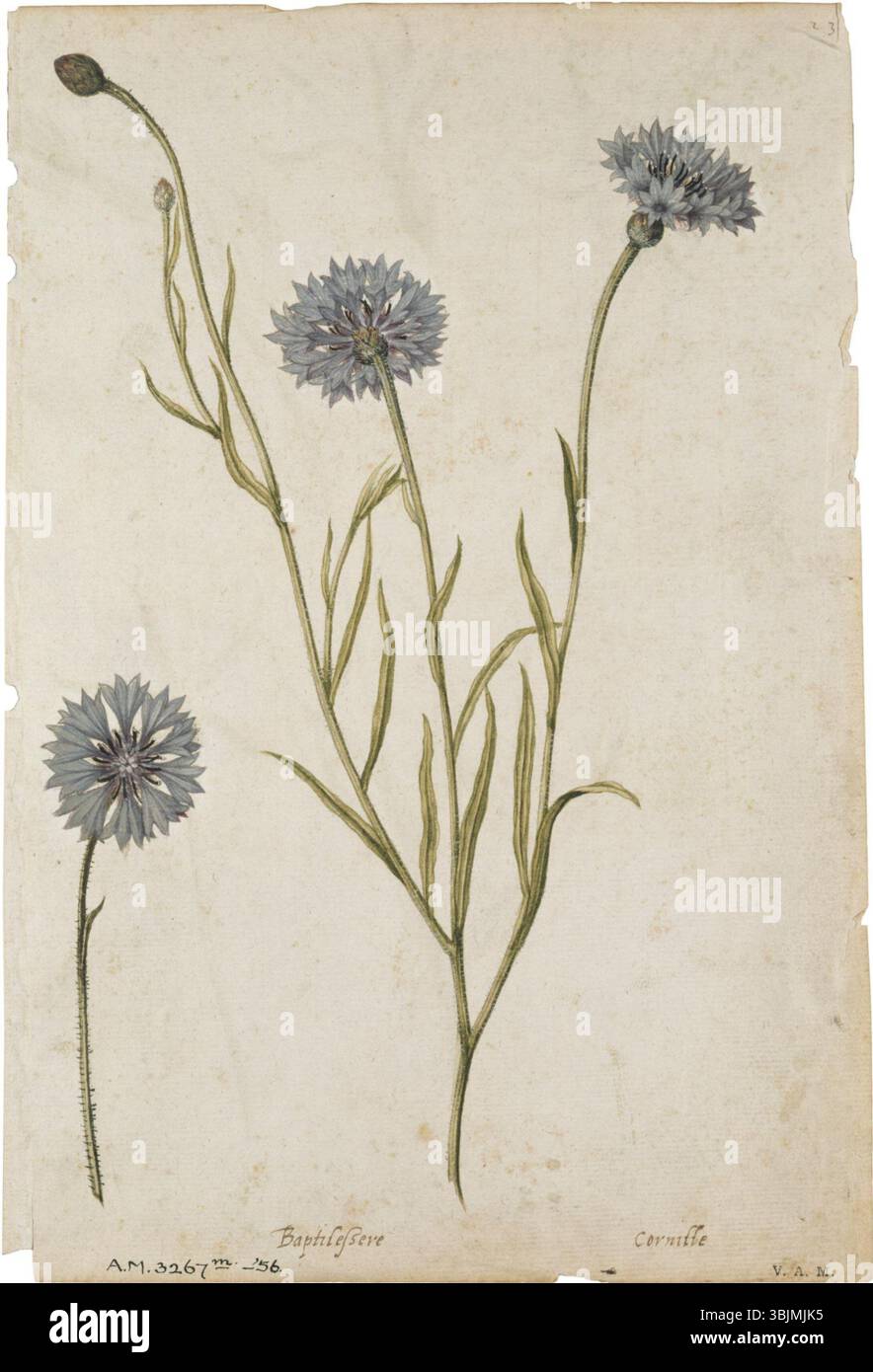 Diese botanische Illustration der Kornblume von Jacques Le Moyne de morgues, die vor 1588 geschaffen wurde, zeigt die markanten blauen Blüten und die florale Struktur des Centaurea cyanus mit detaillierter Präzision. Stockfoto