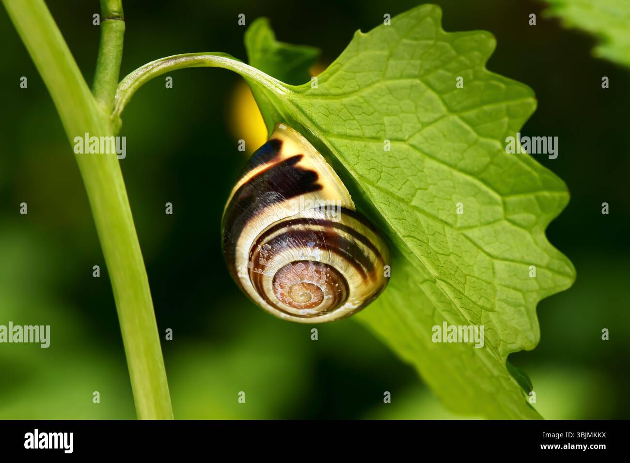 Schneckenschale der Gartenschnecke, Weißlippenschnecke (Cepaea hortensis), die an der oberen Seite eines grünen Blattes hängt Stockfoto