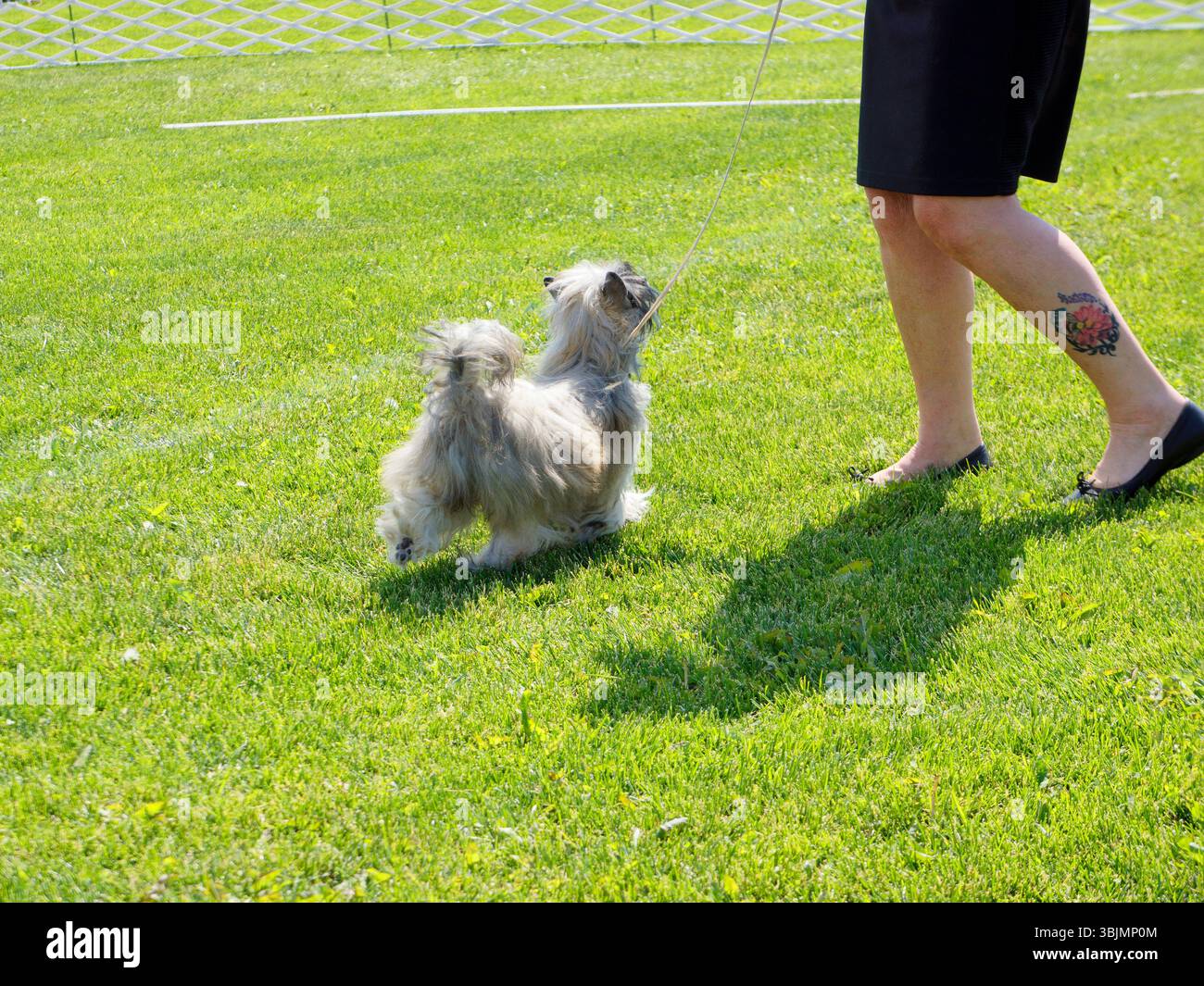 Eine Trainerin mit lustigem, kleinen chinesischen Haubenhund an der Leine, die an der Hundeshow teilnimmt Stockfoto