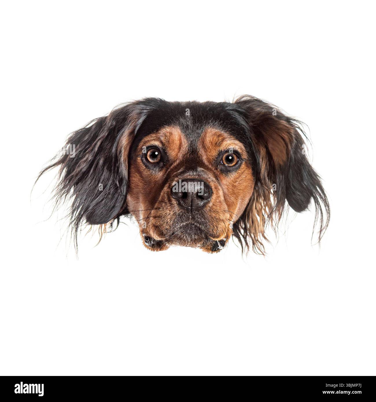 Ein entzückender Hund, der über einen weißen Hintergrund blickt, schafft eine fesselnde und herzerwärmende Szene Stockfoto