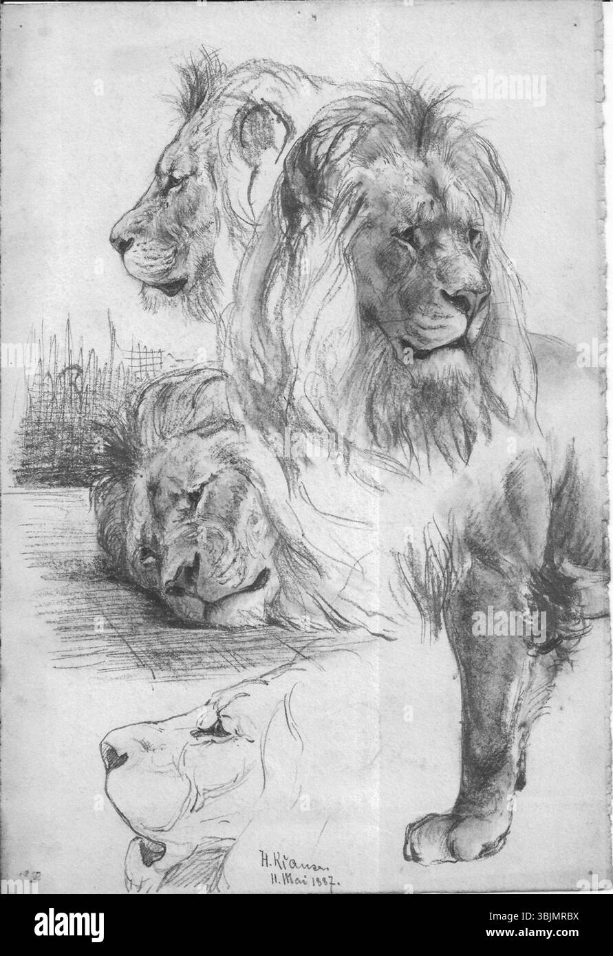 Hans Krauses „Löwenstudie“ (1887) zeigt eine detaillierte Darstellung eines Löwen in Krauses charakteristischem Stil. Die Studie hebt die anatomische Genauigkeit und dynamische Haltung des Tieres hervor, die in lebendigen Details erfasst werden. Das Gemälde spiegelt die scharfe Beobachtung der Tierwelt wider. Stockfoto