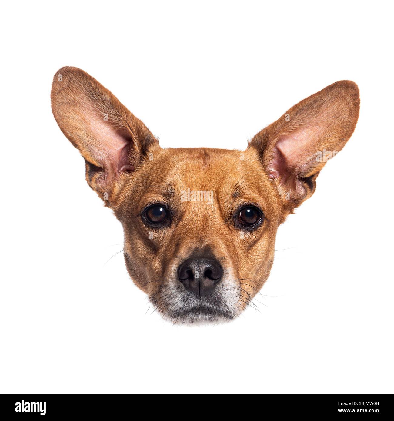 Kopffoto eines entzückenden kleinen braunen Hundes, der über eine weiße Oberfläche mit großen Ohren blickt und Neugier und Wachheit vermittelt Stockfoto