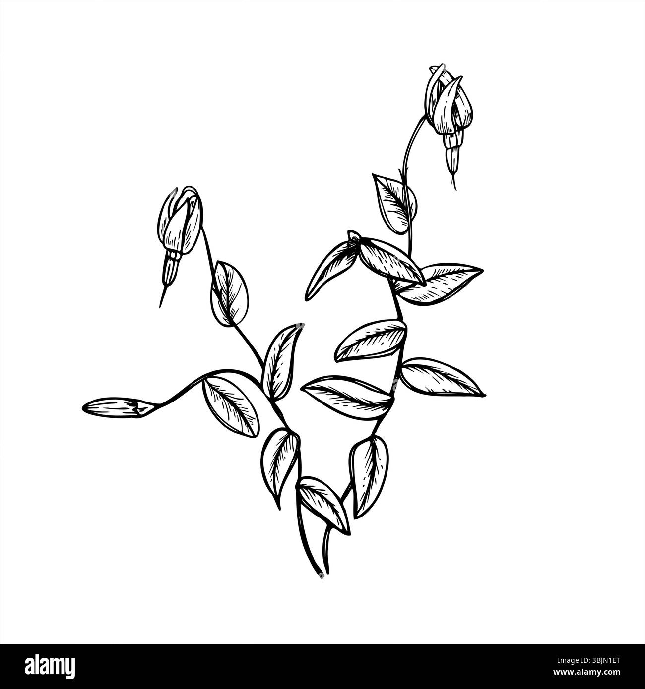 Blühender Preiselbeerstrauch mit Zweigen, Blättern, Blumen und Knospen monochrome Vektorlinie Kunst schwarze Tinte Skizze. Wilde Beeren für botanische Designs Stock Vektor