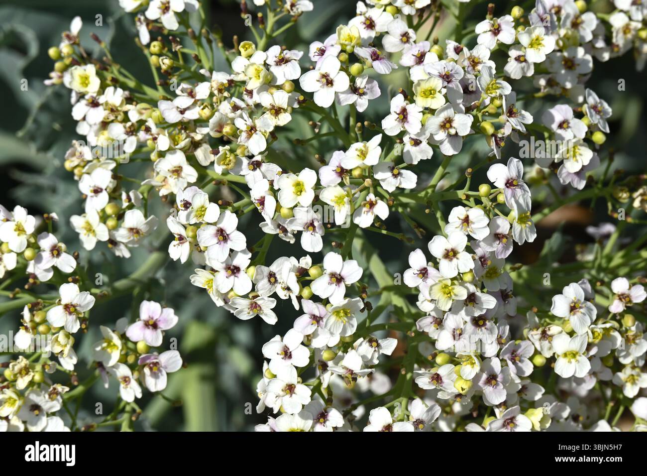Weiße Frühsommerblumen von Crambe maritima / Meerkohl duftende Sommerblumen im Mai UK Stockfoto