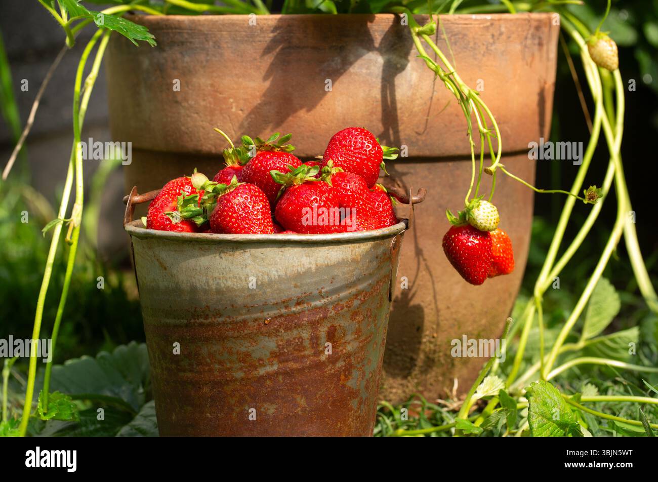 Frisch geerntete Bio-Erdbeeren in einem rustikalen Eimer neben einer Topfbeerpflanze in einem Garten im Hinterhof Stockfoto
