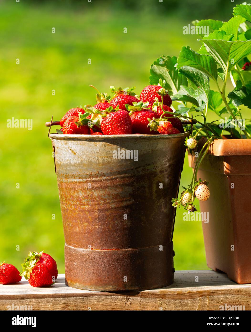 Frische, reife Erdbeeren aus einem Garten im Hinterhof in einem kleinen, rustikalen Eimer Stockfoto