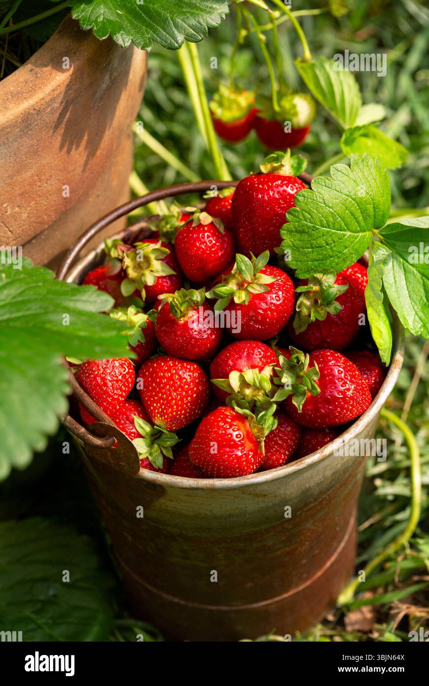 Frisch geerntete Bio-Erdbeeren in einem rustikalen Eimer neben einer Topfbeerpflanze in einem Garten im Hinterhof Stockfoto