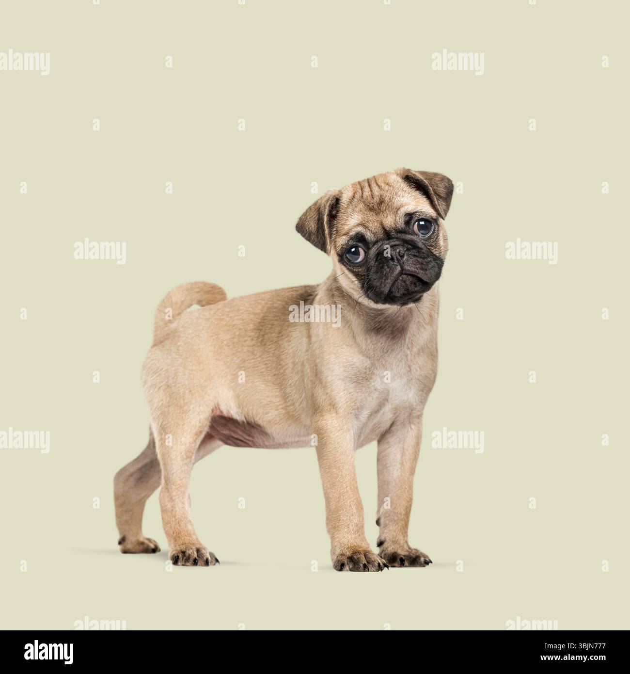 Kleiner Welpe, der auf einem nahtlosen hellgrünen Hintergrund steht Stockfoto