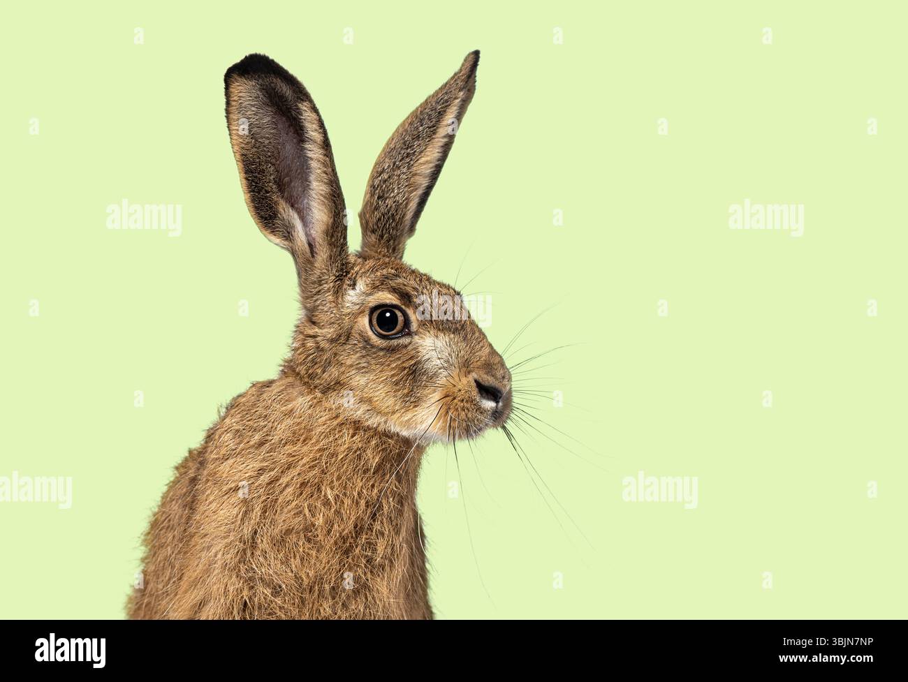 Kopfaufnahme eines jungen europäischen Hasen, braunen Hasen, Lepus europaeus, drei Monate alt sitzend aufmerksam vor grünem Hintergrund Stockfoto