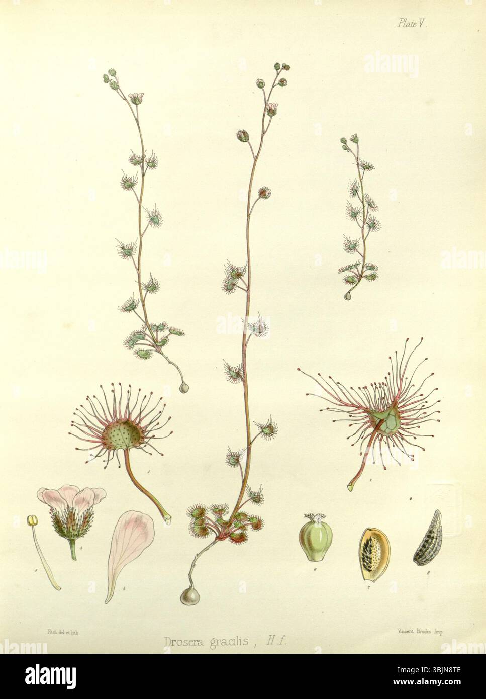 Walter Hood Fitch (1817–1892) schuf vor 1860 eine botanische Zeichnung von Drosera peltata. Die Abbildung zeigt die fleischfressenden Pflanzenarten, die für ihre Peltatblätter und klebrigen Drüsenhaare bekannt sind, die zum Einfangen von Insekten verwendet werden. Stockfoto
