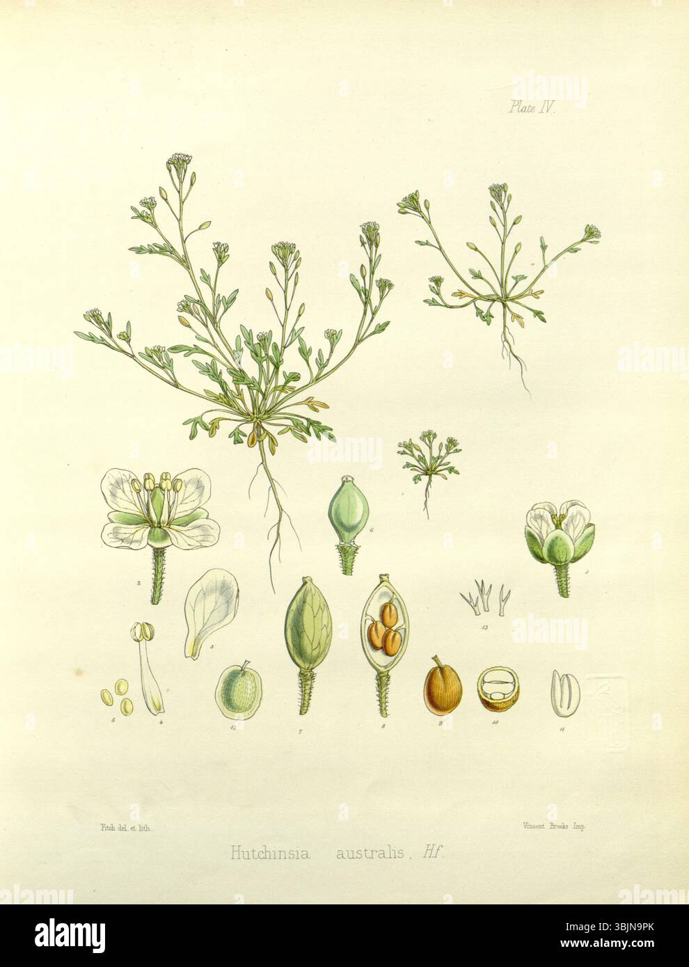Ballantinia antipoda, illustriert von Walter Hood Fitch, ist eine botanische Zeichnung, die vor 1860 entstanden ist. Die Abbildung zeigt die einzigartigen Merkmale dieser australischen Pflanzenart und zeigt ihre unverwechselbare Form und Farbe. Stockfoto