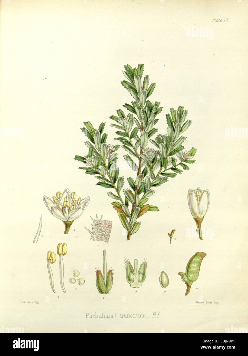 Diese botanische Zeichnung von Walter Hood Fitch (1817–1892) zeigt Phebalium truncatum, einen australischen Sträucher mit markanten weißen Blüten. Die detaillierte Abbildung wurde vor 1860 fertiggestellt. Stockfoto