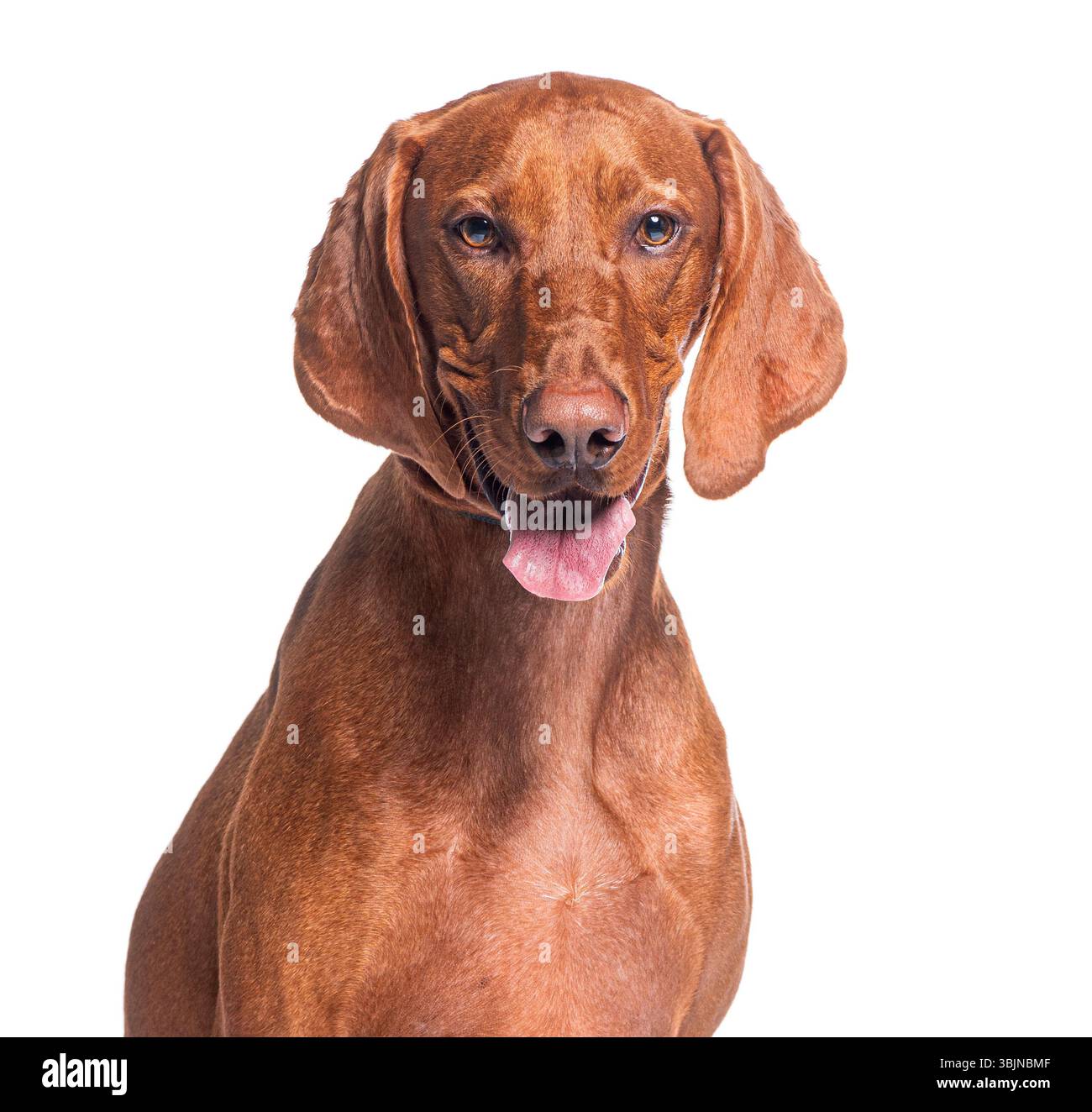 Brauner Vizla-Hund mit ausgezogener Zunge vor weißem Hintergrund Stockfoto