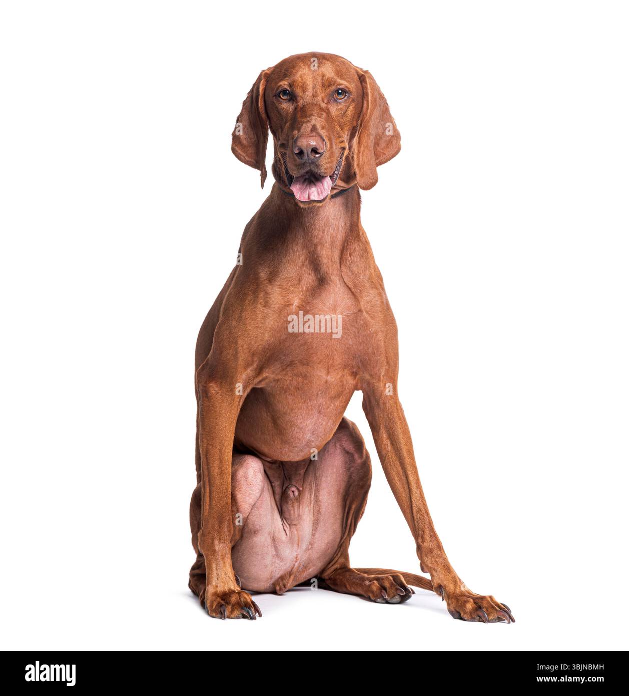 Brauner Vizla-Hund, der anmutig mit einem fokussierten Ausdruck sitzt Stockfoto