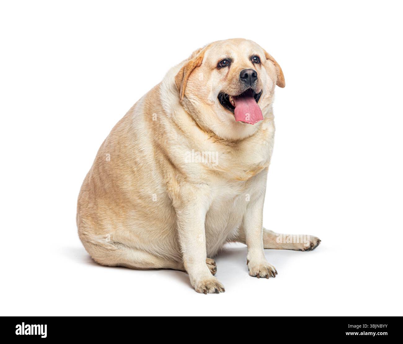 Fetter Hund sitzt und hecht, isoliert auf weißem Hintergrund Stockfoto