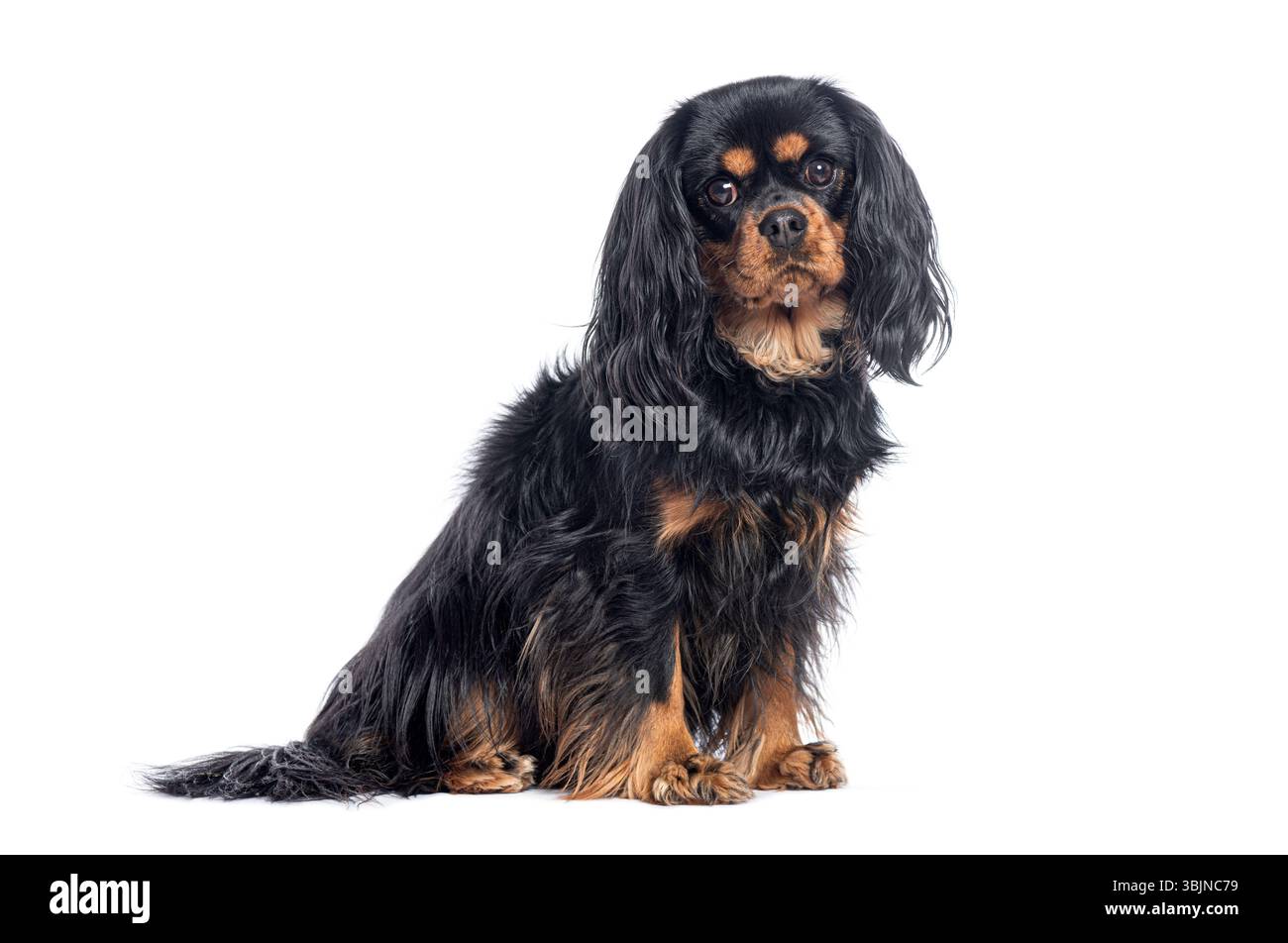 Cavalier-König charles Spaniel sitzt und blickt in die Kamera, isoliert auf weiß Stockfoto