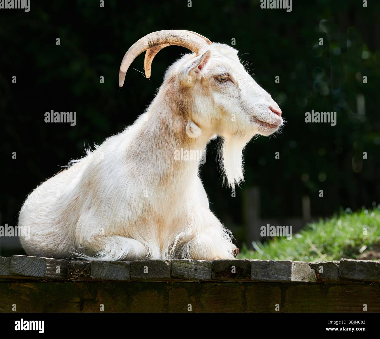Eine hochmütige Ziege im ländlichen Zentrum der West Lodge, Rothwell, England. Stockfoto