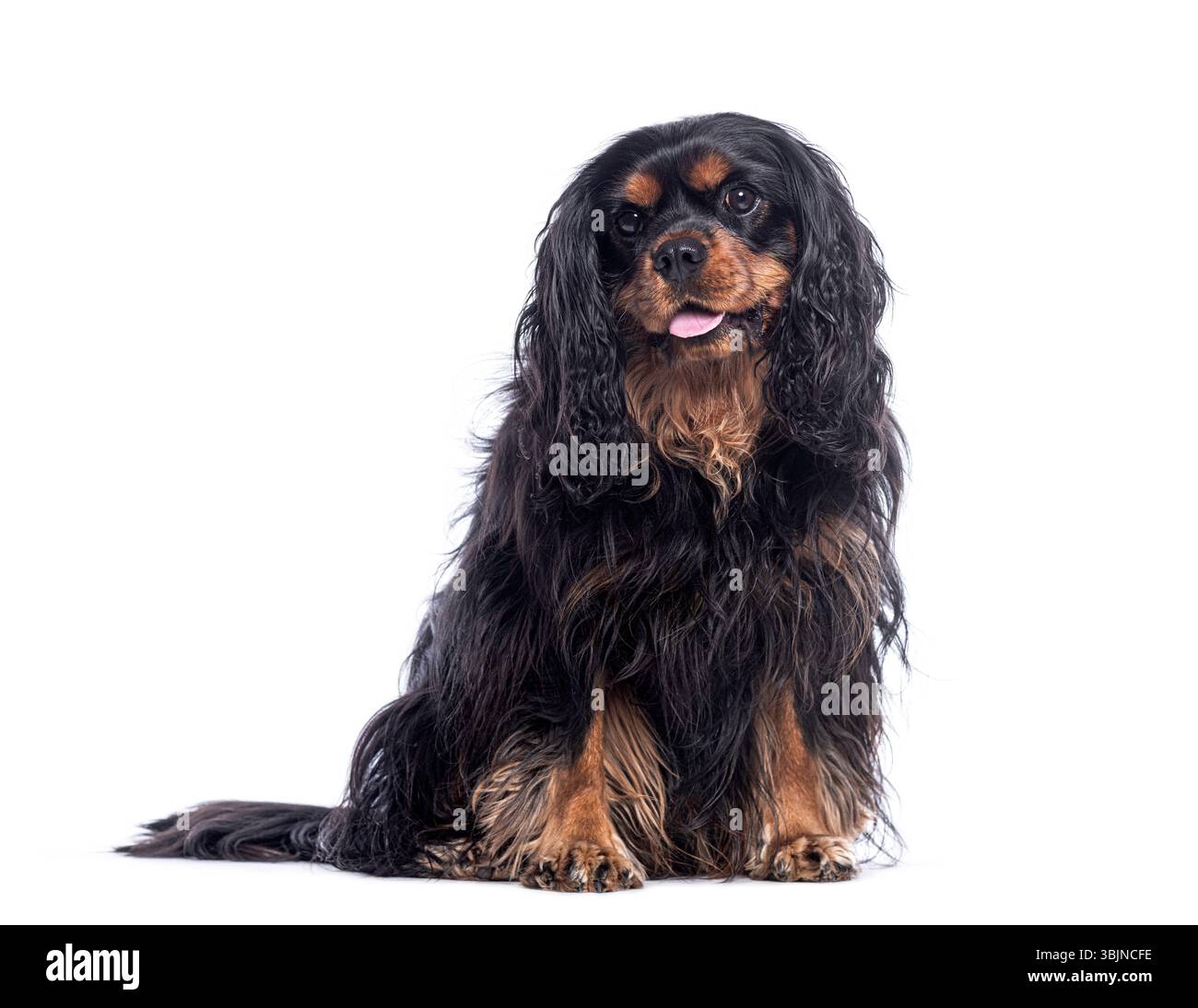 Kavalierkönig charles Spaniel sitzt auf weißem Hintergrund, mit ausgezogener Zunge Stockfoto