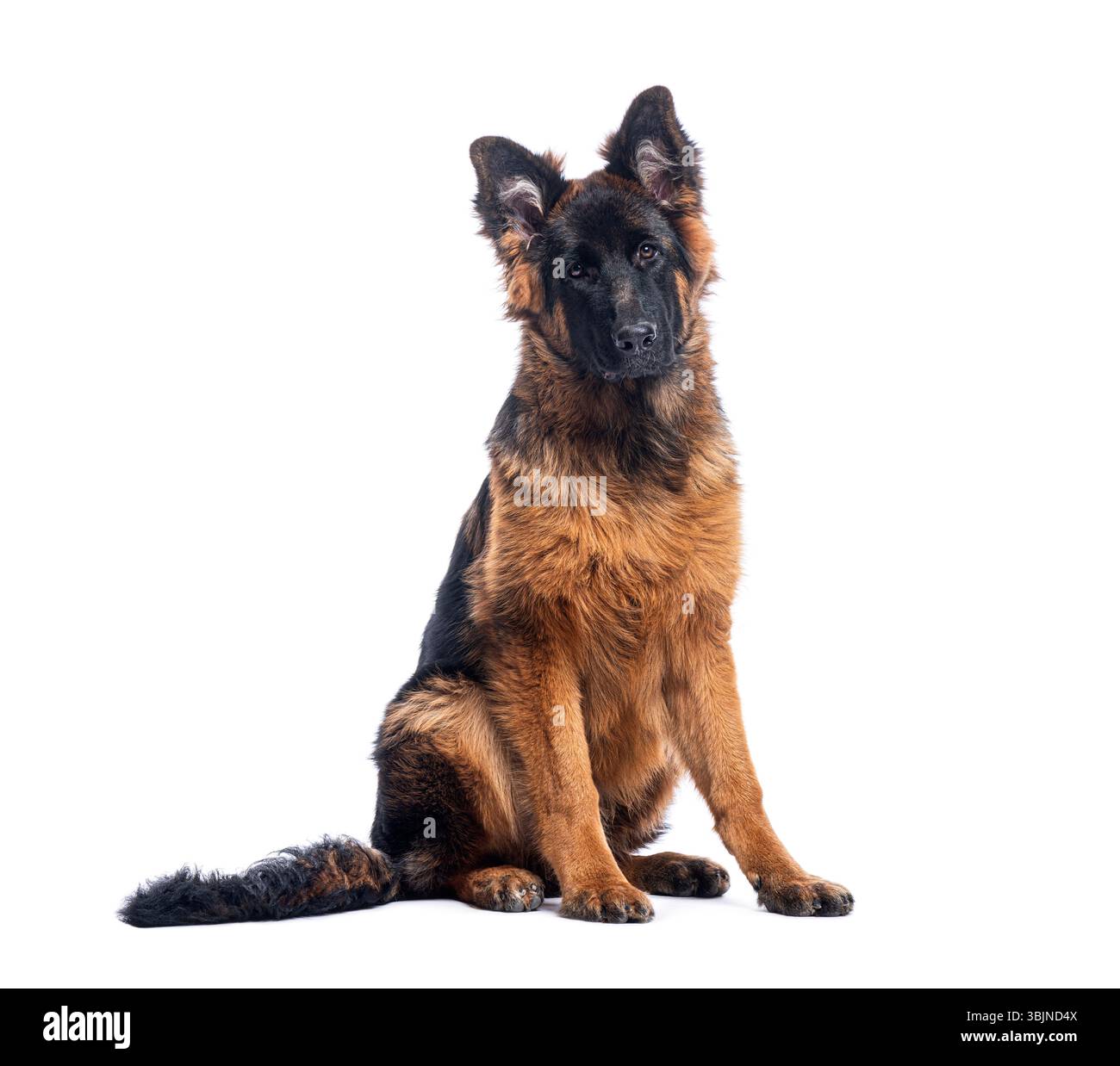 Junger deutscher Schäferhund sitzt und sieht neugierig aus auf weißem Hintergrund Stockfoto