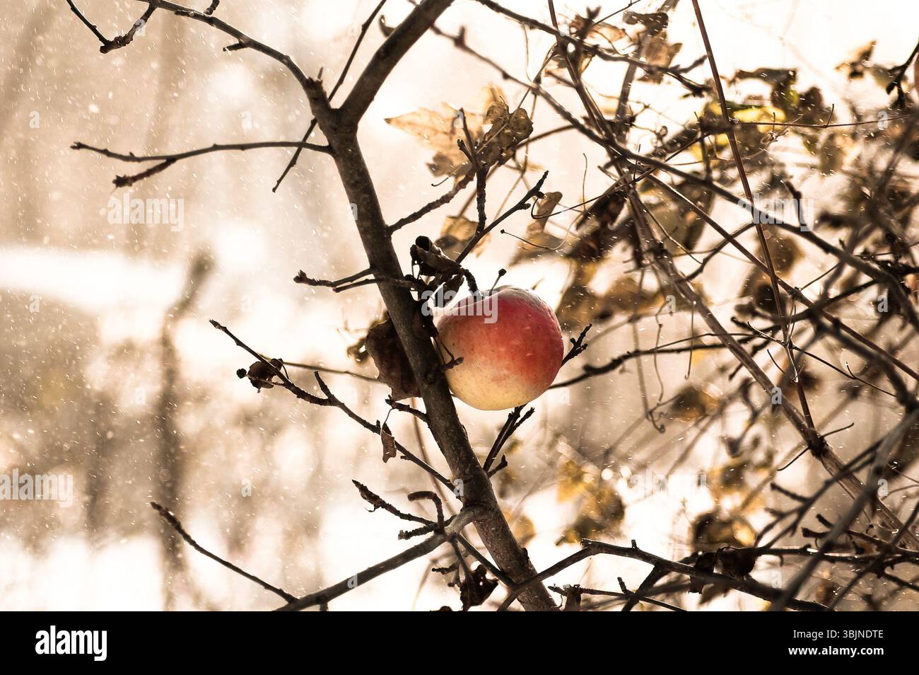 Gefrorener Winterapfel auf einem Baum in Schnee und Wind Stockfoto