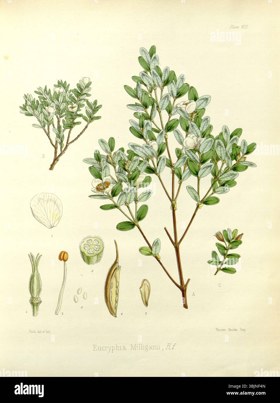 Diese Zeichnung aus dem 19. Jahrhundert von Walter Hood Fitch (1817–1892) zeigt Eucryphia milliganii, eine australische blühende Pflanze, die ihre komplexen Blüten und Blätter botanisch genau zeigt. Stockfoto
