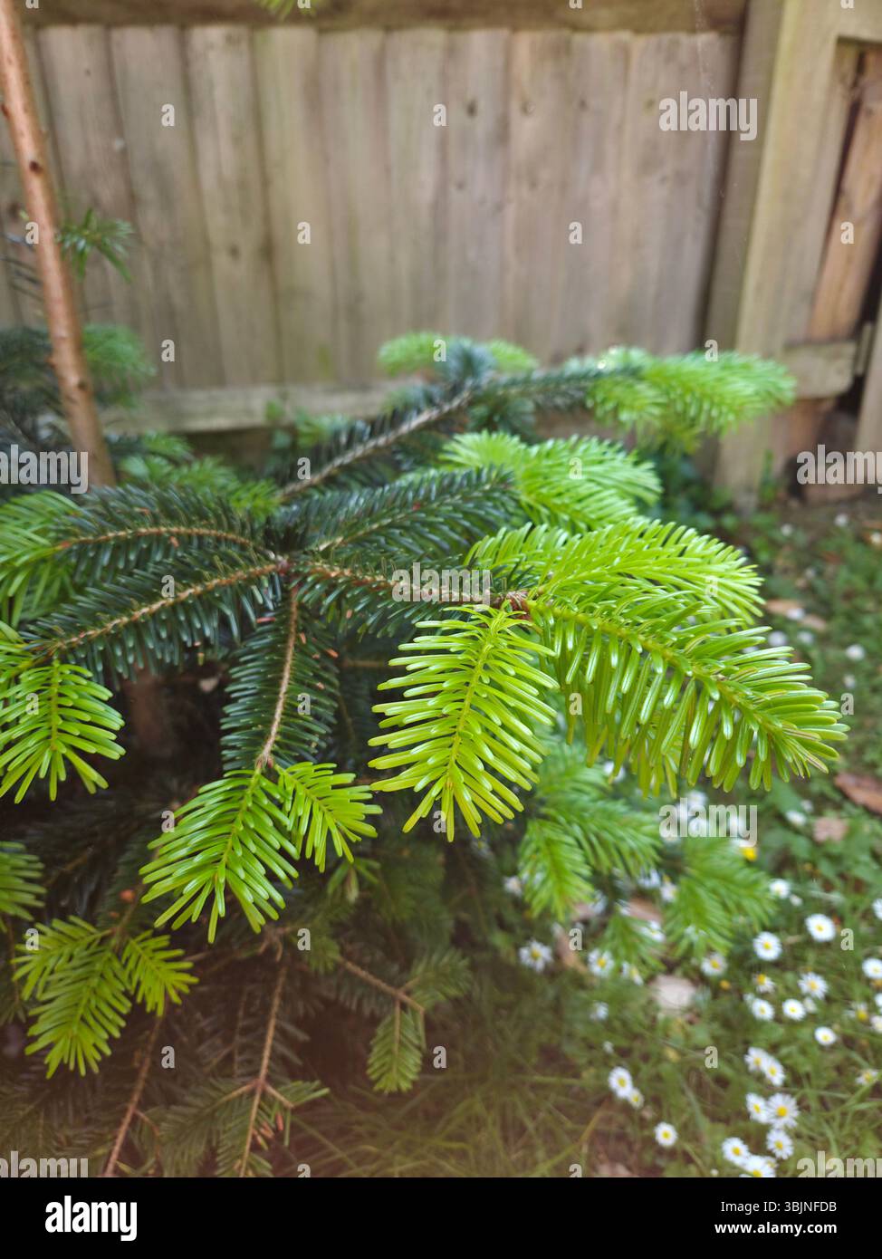 Nahaufnahme des neuen Frühlingswachstums auf einem Tannenzweig mit leuchtend grünen Nadeln im Kontrast zu Reifen, dunkleren Blättern in einer Gartenumgebung. - Smartphone-aufgenommenes Stockfoto