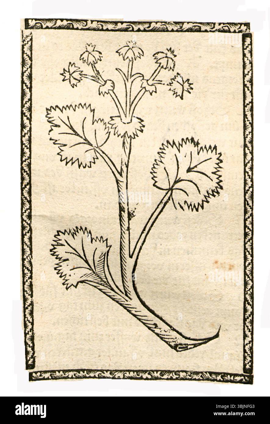 Darstellung des Damenmantels (Alchemilla xanthochlora) aus einer deutschen Handschrift zwischen 1497 und 1500 mit Schwerpunkt auf Blättern und Pflanzenform. Stockfoto