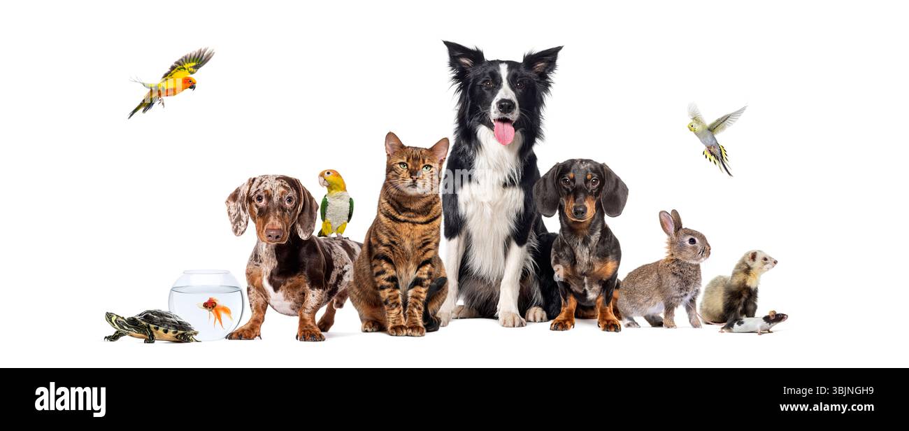 Gruppe von Haustieren einschließlich Hunden, Katzen, Vögeln, Nagetieren, Reptilien und Fischen, posiert zusammen auf weißem Hintergrund Stockfoto